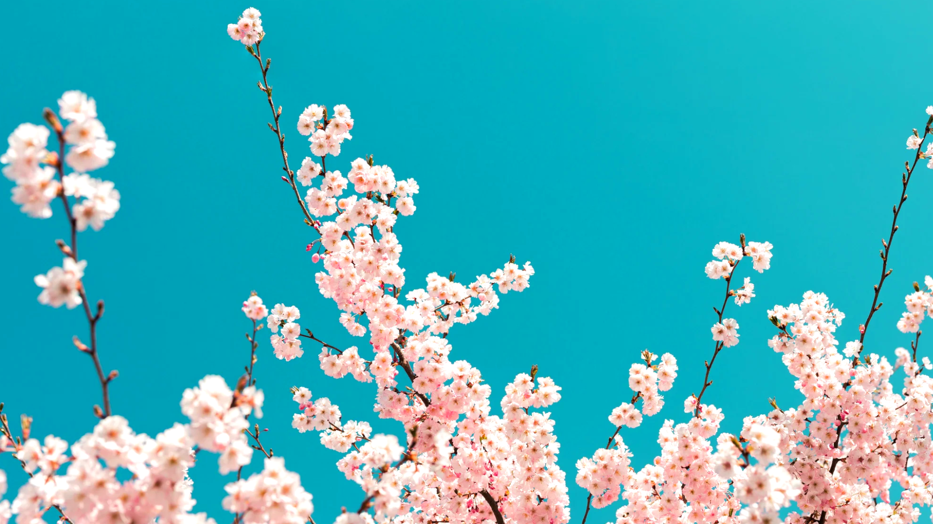 Spring Website Banner